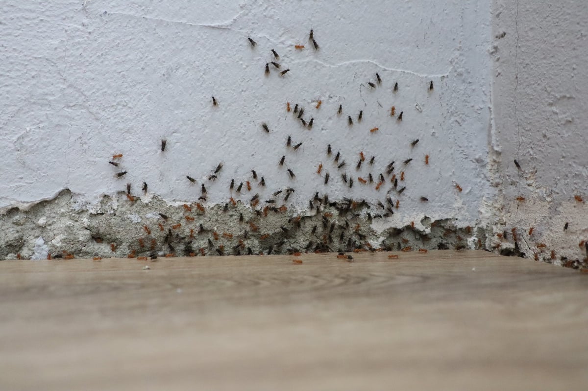 Inspection maison infestation